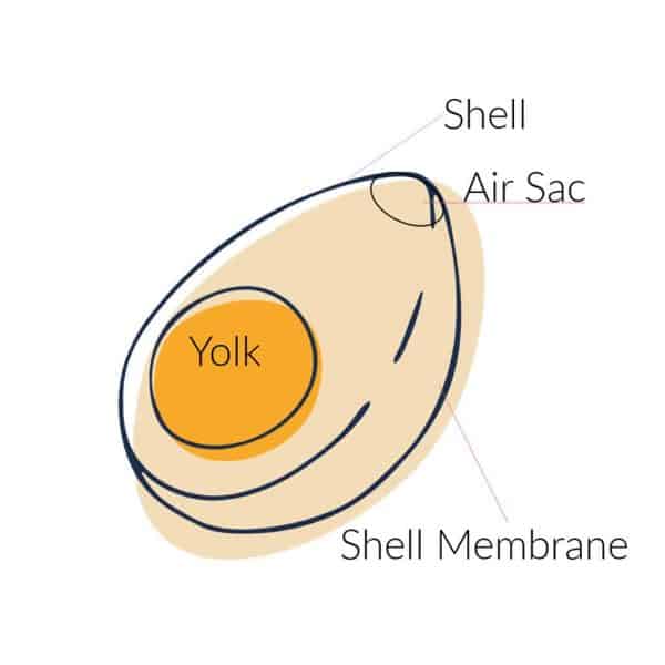 Sketch of the anatomy of an egg showing the yolk, shell, air sac and shell membrane