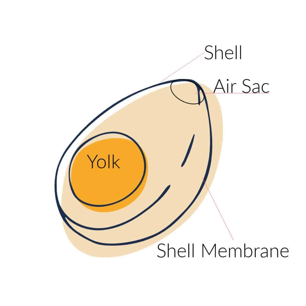 internal structure of the earth resembles the shape of boiled egg