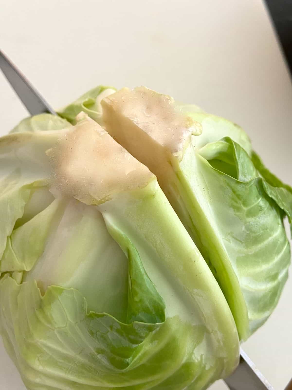 Head of cabbage with sharp knife slicing through the middle of the core.